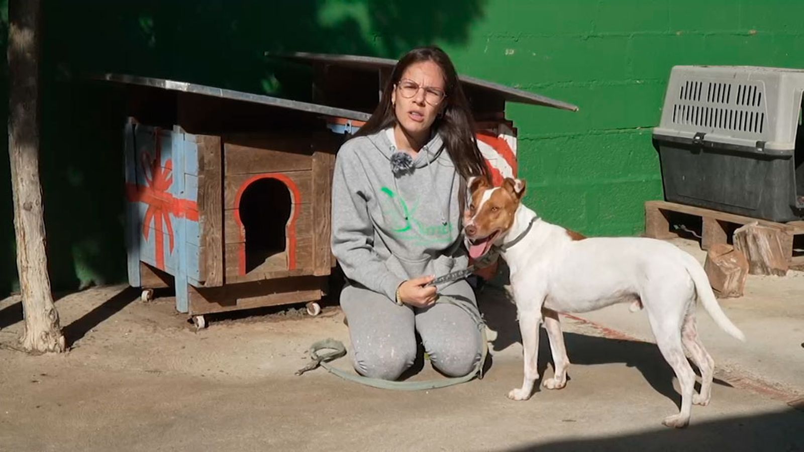 Yumi,  un cruce de podenco y jack russell de dos años que busca una familia que desee adoptarlo