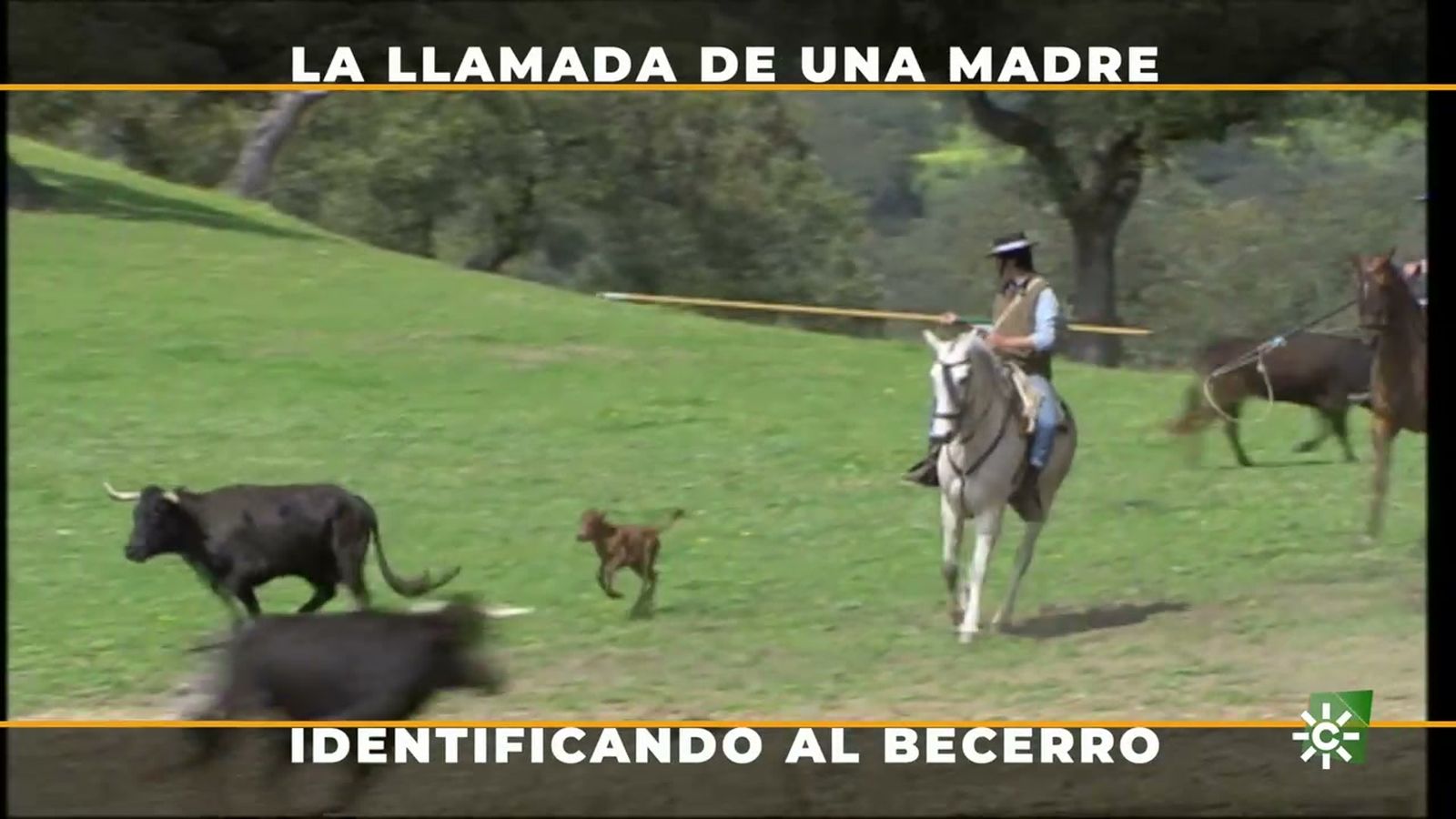 La complicada tarea de separar a un becerro de su madre