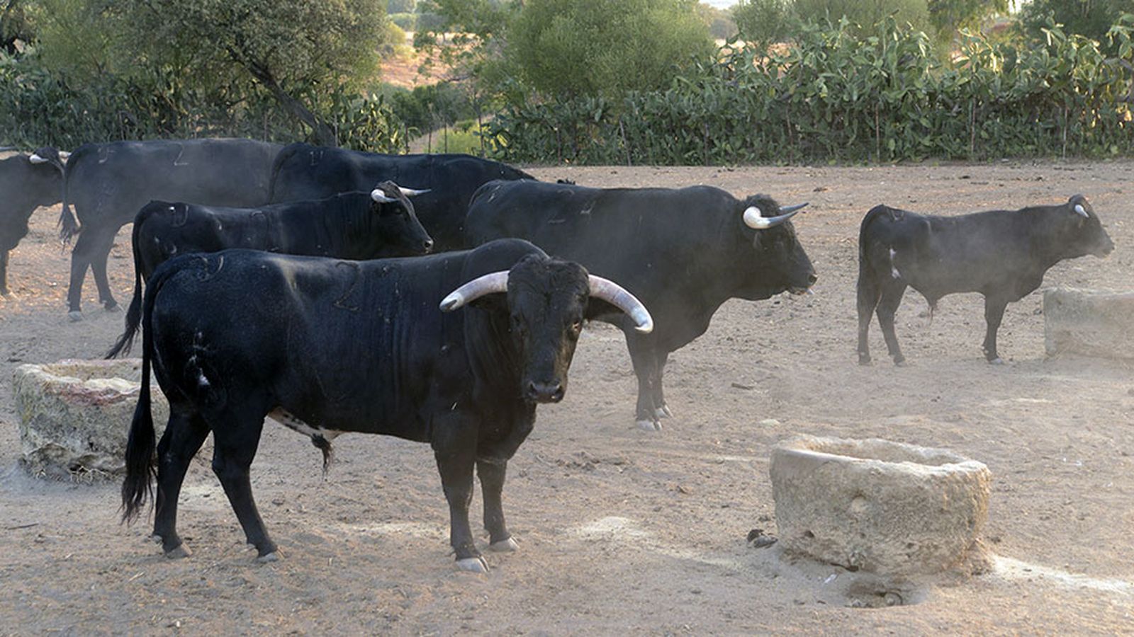 ayudas junta toro bravo
