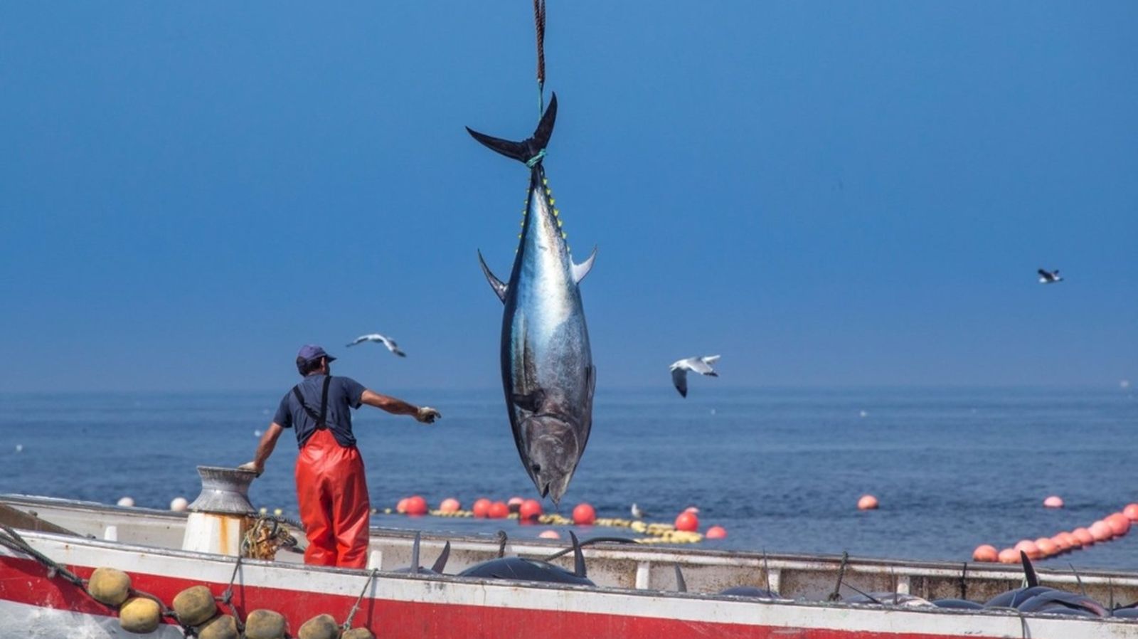 Pesca del atún rojo salvaje de almadraba