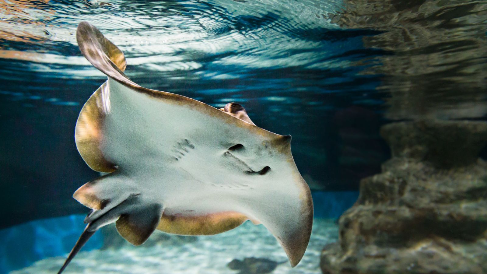 aquarium almeria 1