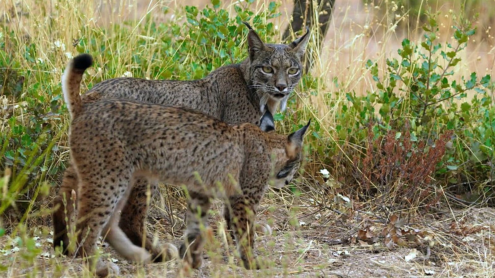 COMUNICACIÓN SOUTH LINCE