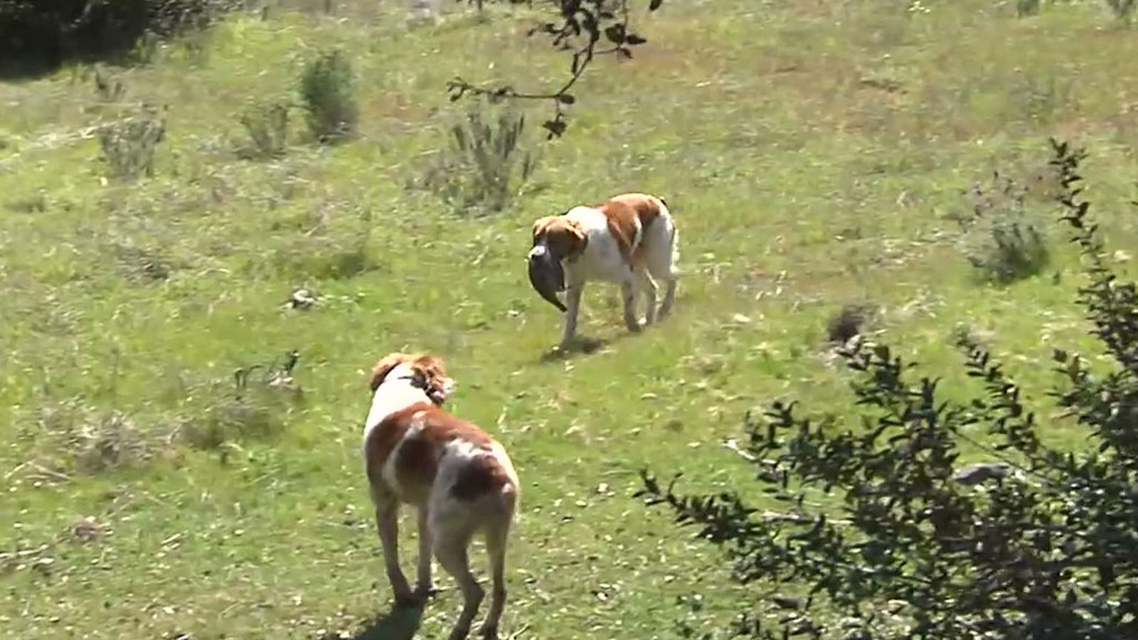 El arte del perro de muestra: lecciones de adiestramiento y lances de calidad en Sevilla