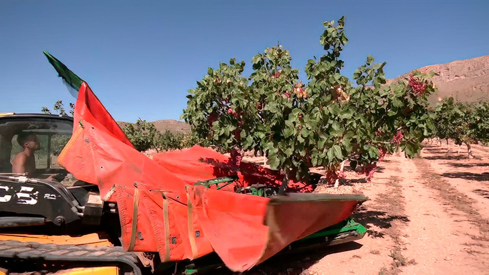 Crece la producción de pistacho en Andalucía