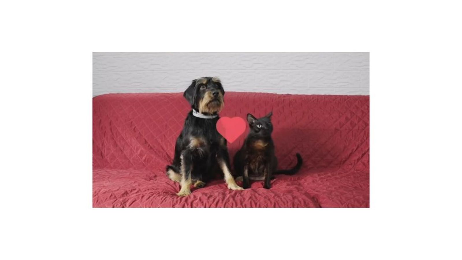 El gato Lilo y el perro Dante son dos superinfluencers que se tienen el uno para el otro