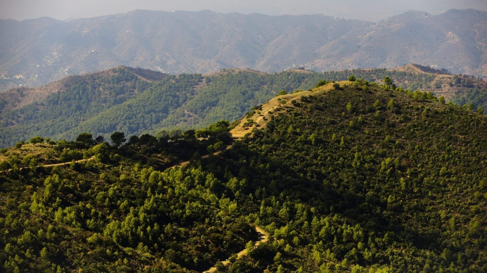 bosque Málaga