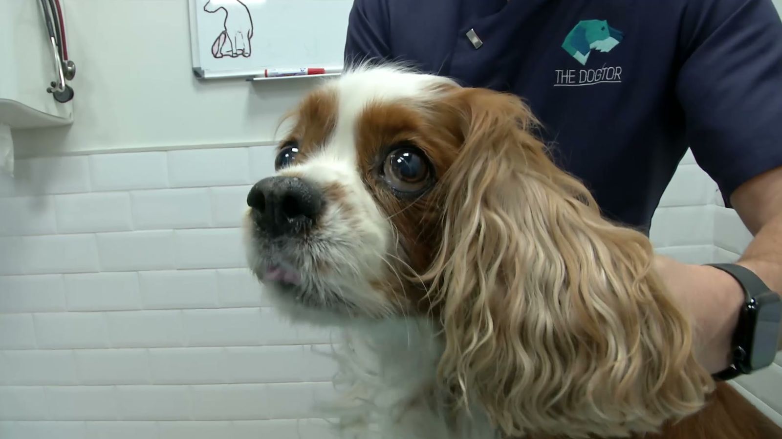 España abraza a sus mascotas Diez millones de perros transforman nuestros hogares