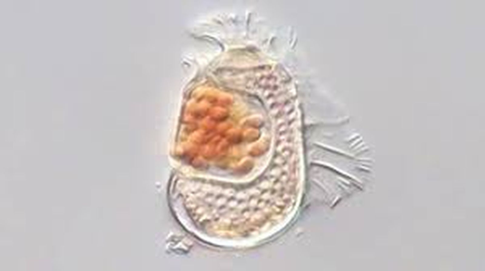 ser