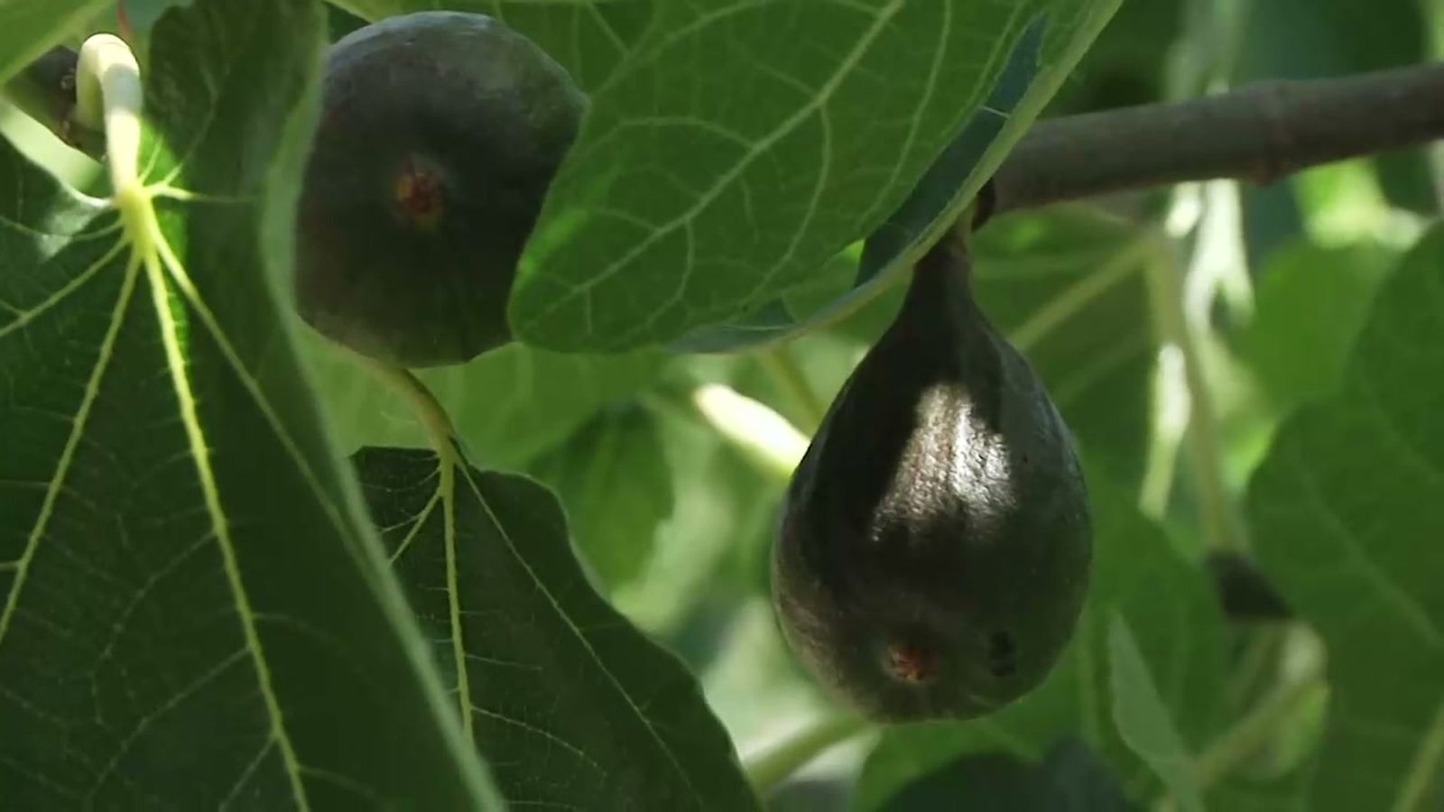 Las frutas de temporada se encuentran ya a punto de madurar en las huertas tradicionales