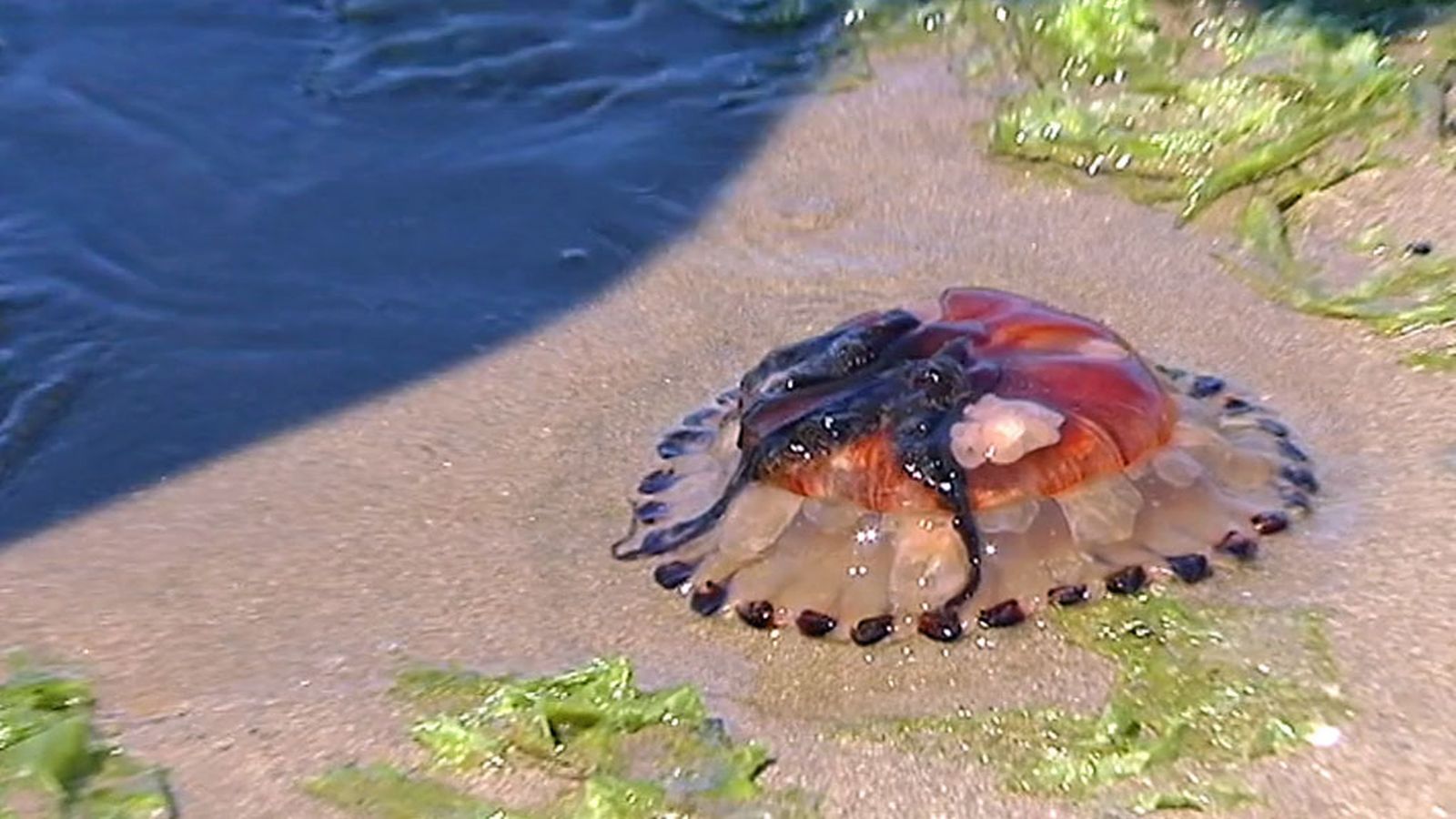 Carabela portuguesa Isla Canela 1024