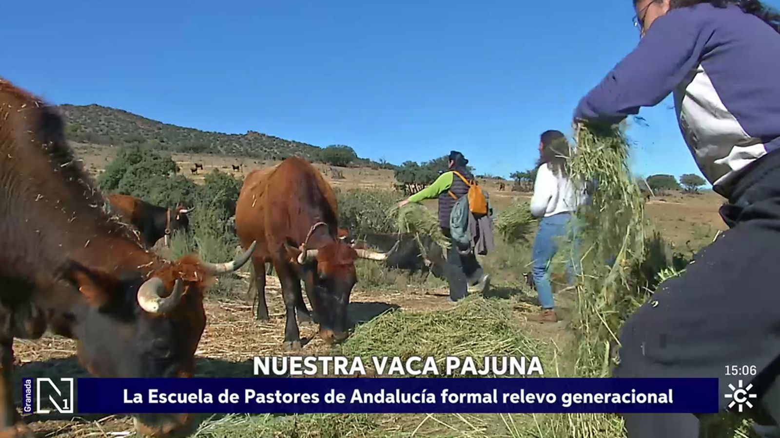 La Escuela de Pastores de Andalucía garantiza la pervivencia de especies autóctonas como la vaca pajuna