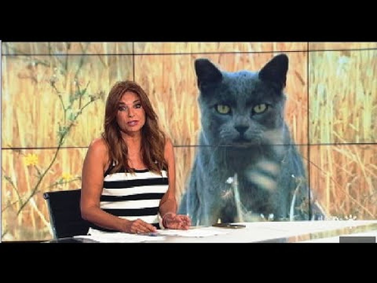 Búsqueda de una posible pantera en la provincia de Granada