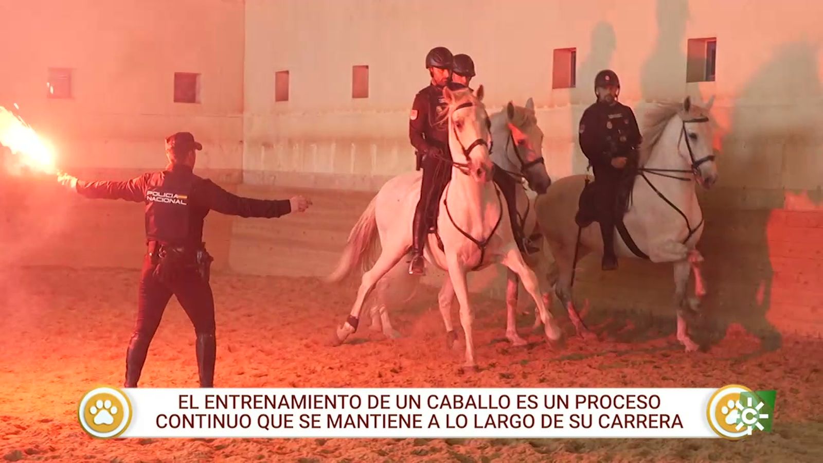 Así entrenan los caballos de la Unidad Especial de Caballería de la Policía Nacional