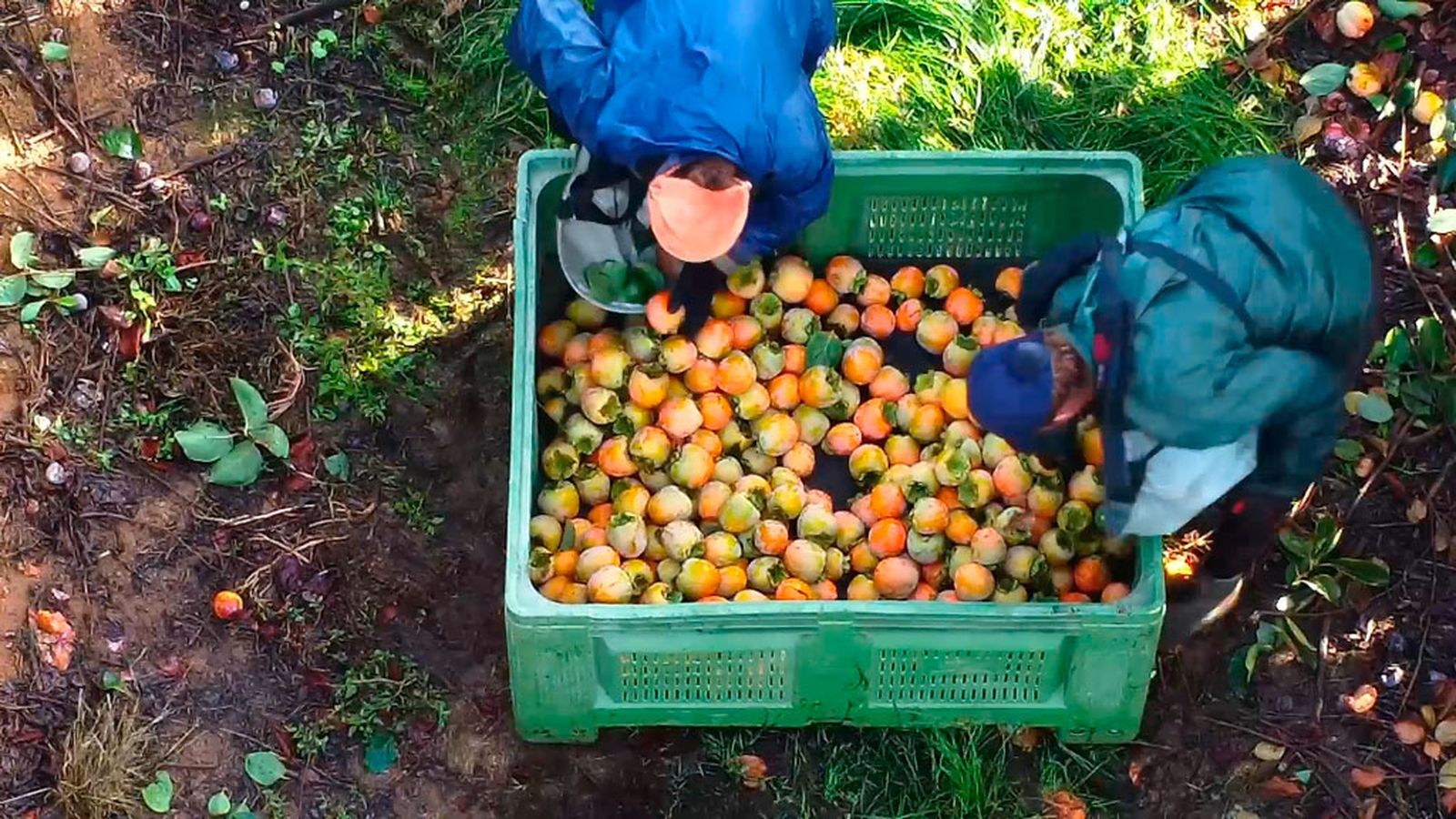 El caqui, un fruto rentable y con beneficios para la salud