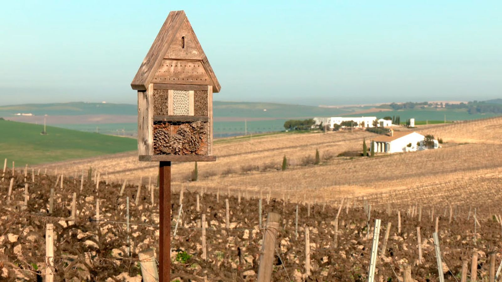 Viñedos y biodiversidad