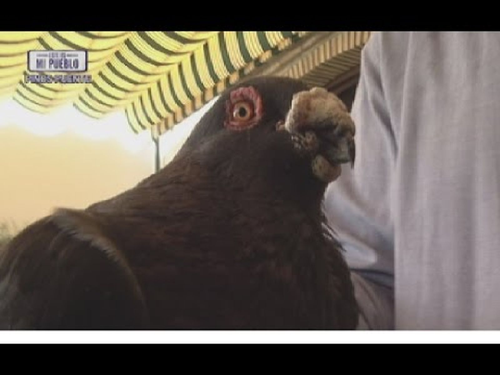 Palomas buchonas granadinas en Pinos Puente