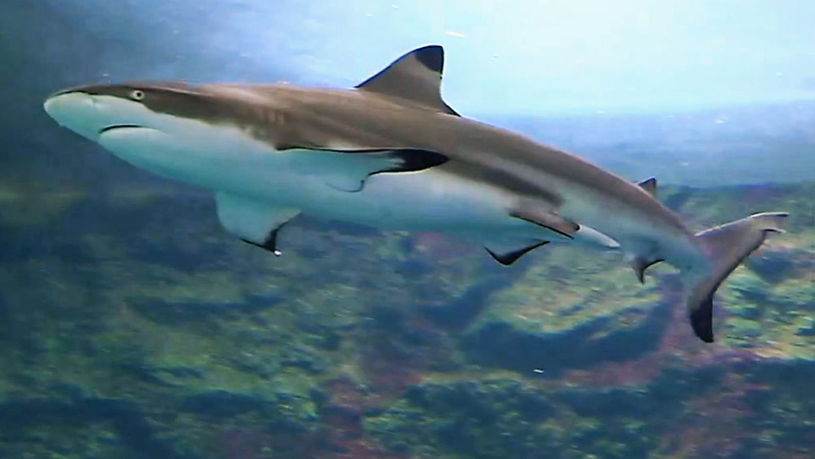 ¿Sabías que los tiburones temen a los humanos? Y no son los únicos