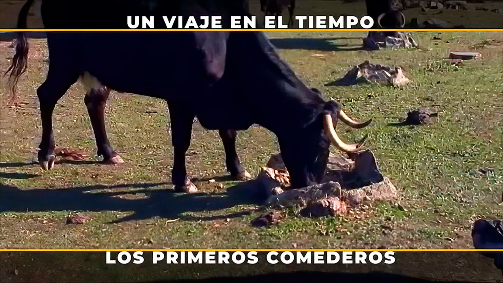 Así eran los comederos del toro bravo hace 200 años