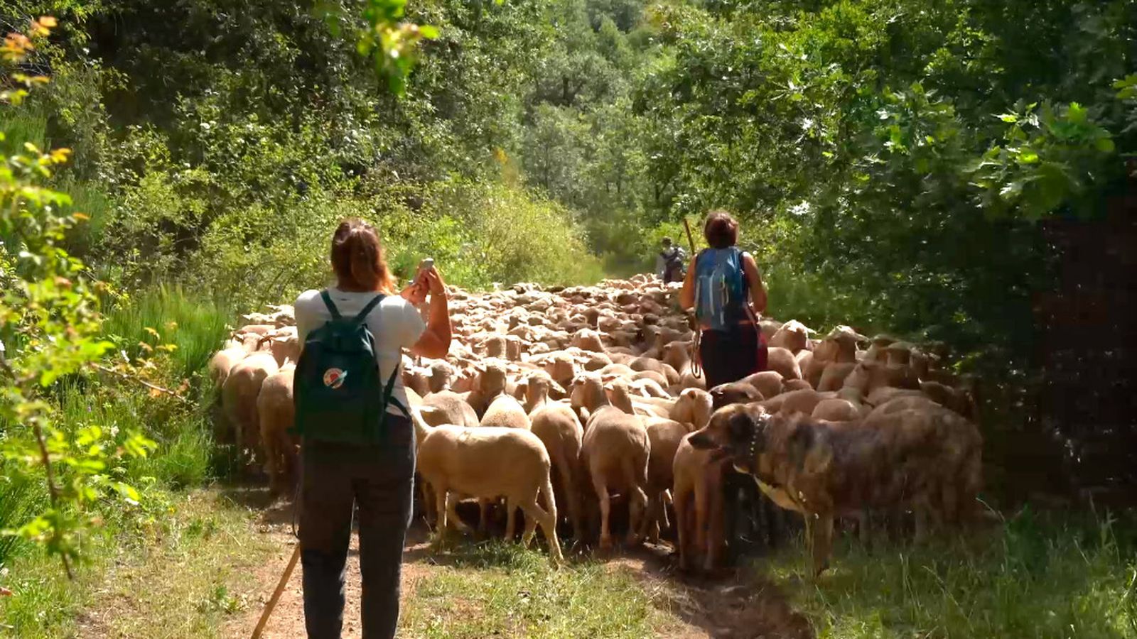 Mujeres ganaderas impulsan el retorno de la trashumancia con la iniciativa de la Nueva Mesta