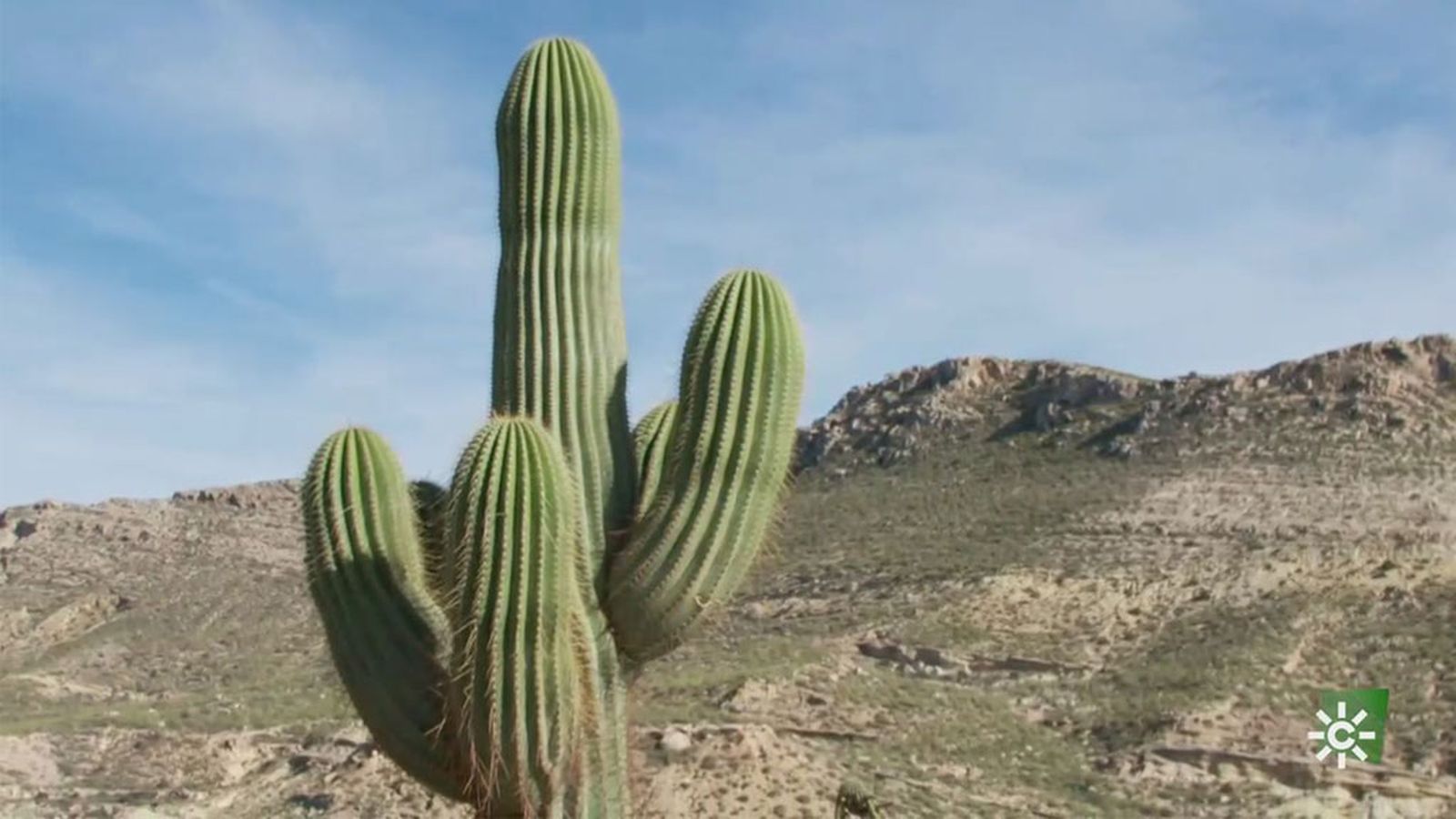 Los cactus de Almería, una vegetación singular en el único desierto de Europa