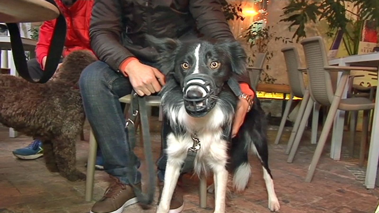 Perros 1024
