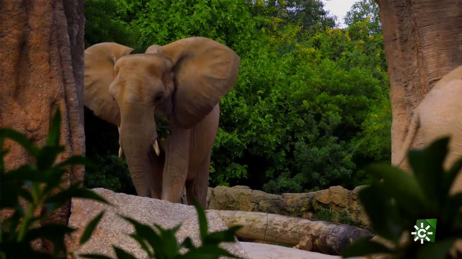 Cómo hacerle la cama a un elefante para una fresca noche de verano