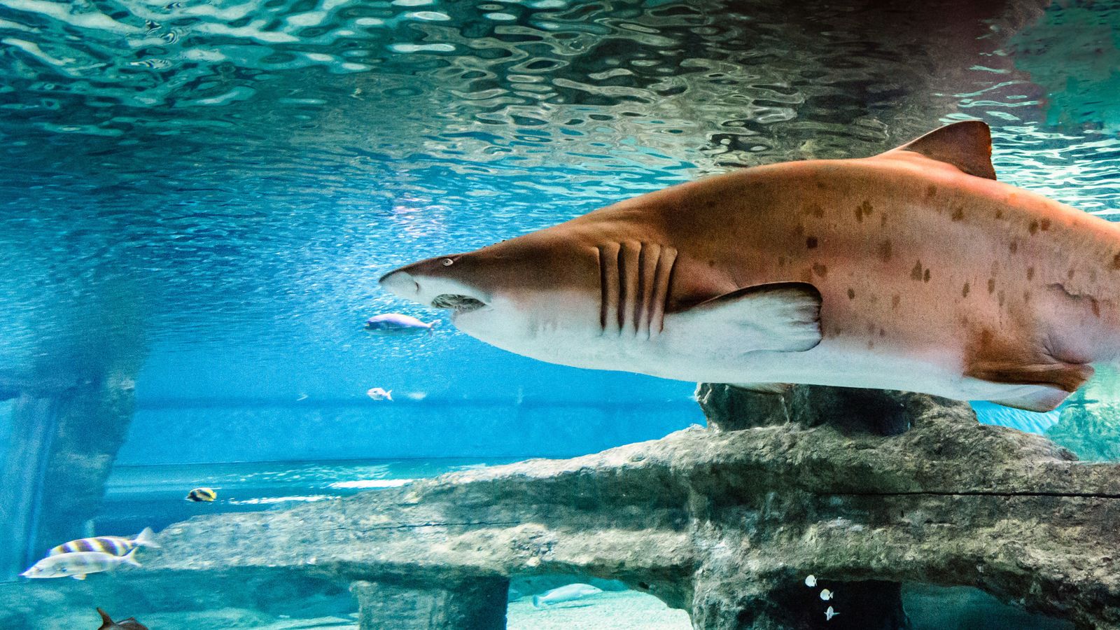 tapa aquarium tiburon