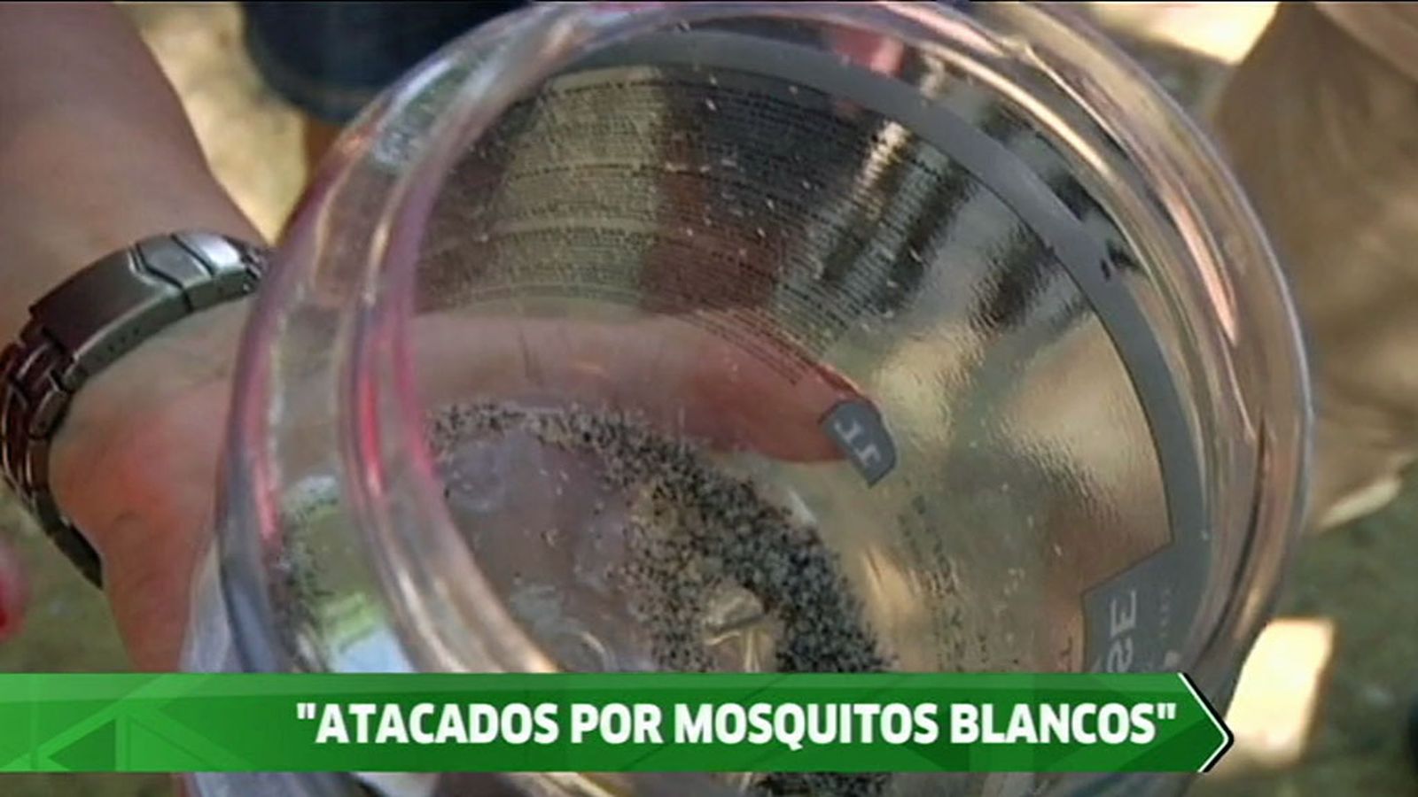 Insectos Lebrija 1024