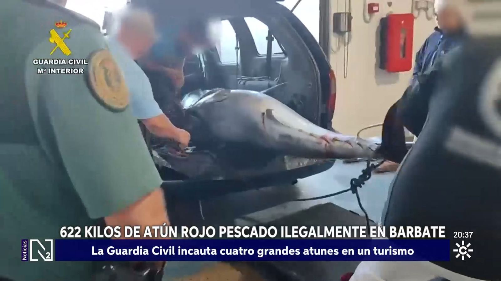 Incautados cuatro atunes rojos en un turismo