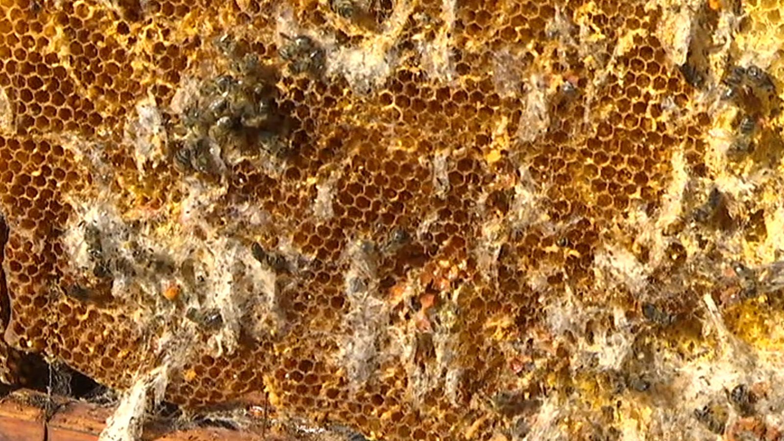Colmena abejas 1024