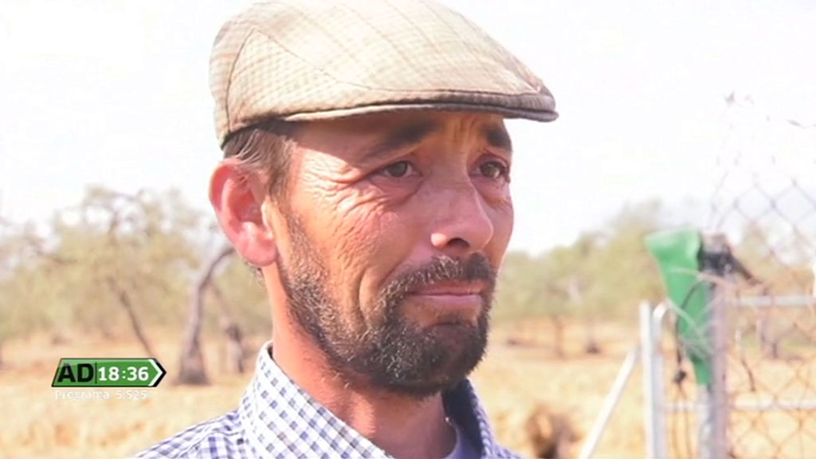 El cabrero desconsolado