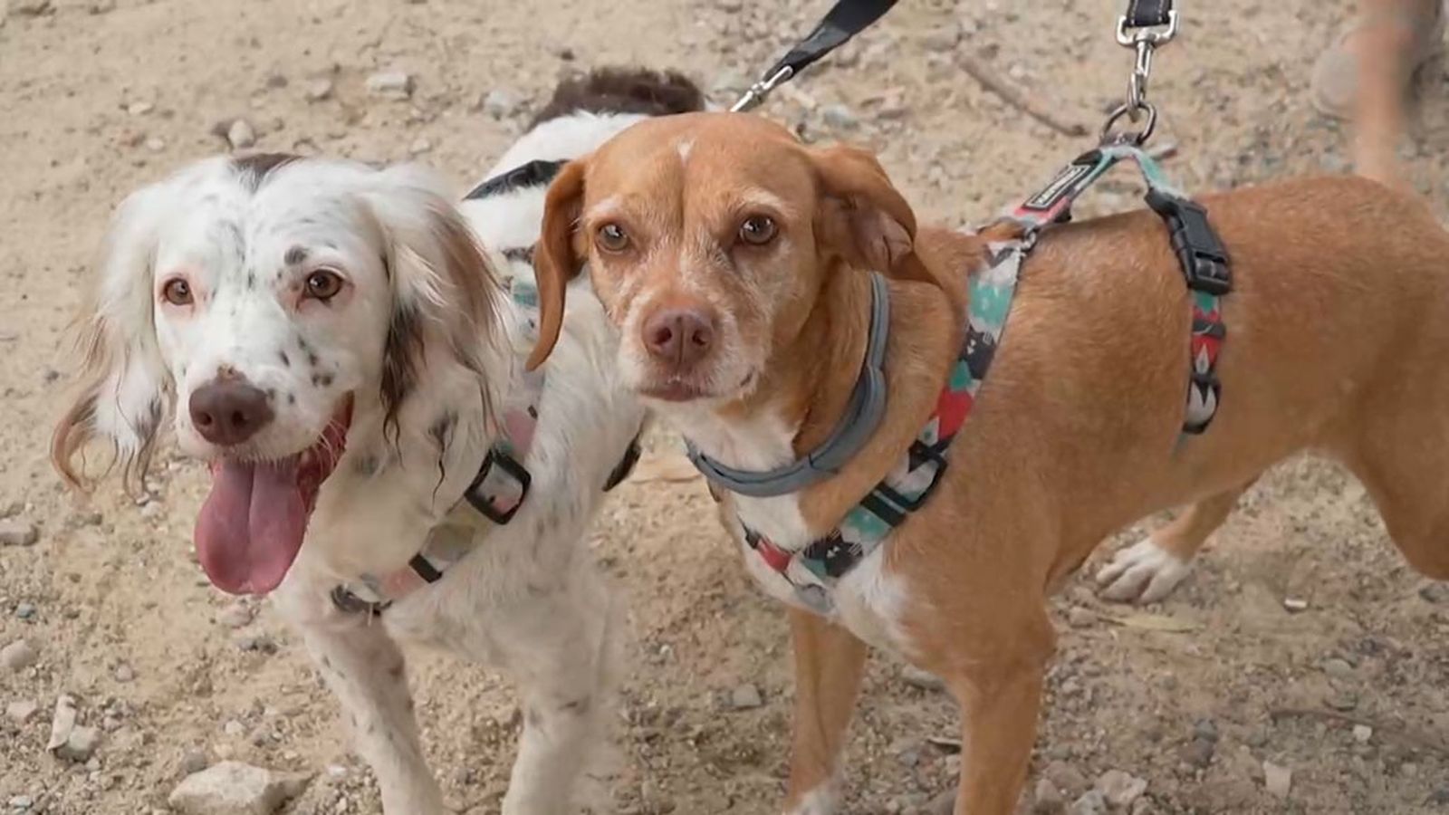 Vida y Zuli, dos perritas abandonadas en la basura que han sobrevivido gracias a su adoptante