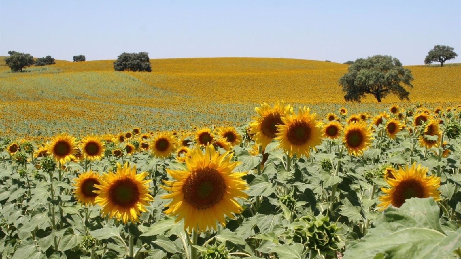 campo girasoles carmona