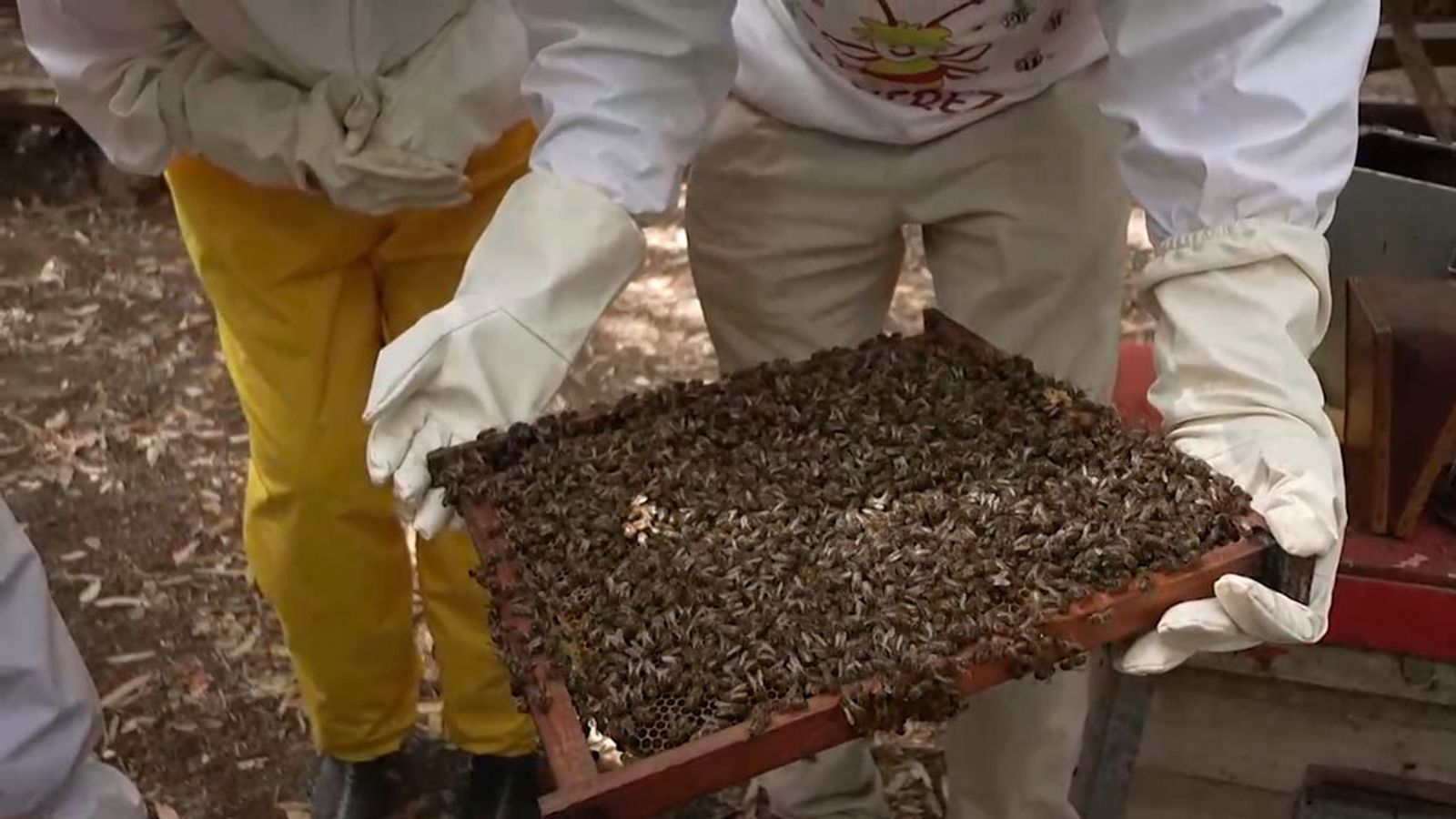Descubrimos el mundo de las abejas en el 'Rancho cortesano' de Jerez