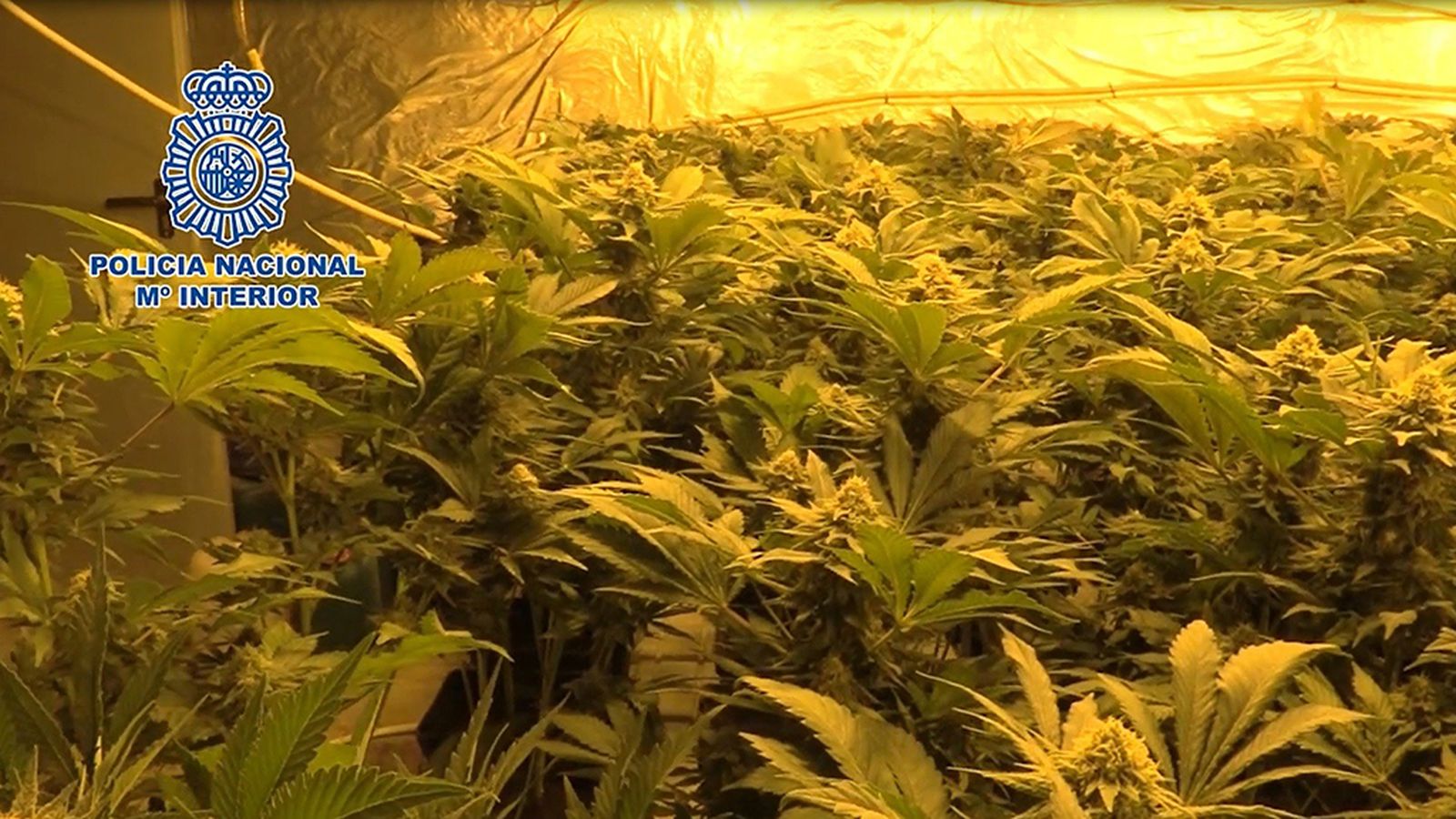 marihuana 1024