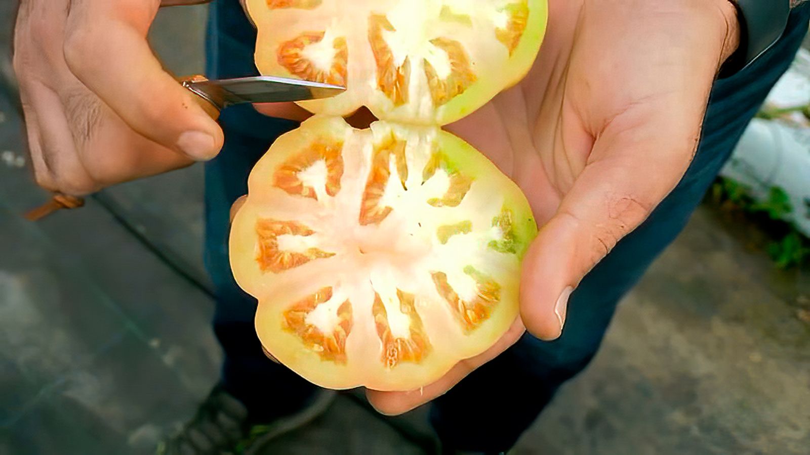 El tomate rosa de El Alquián, una delicia de la huerta almeriense