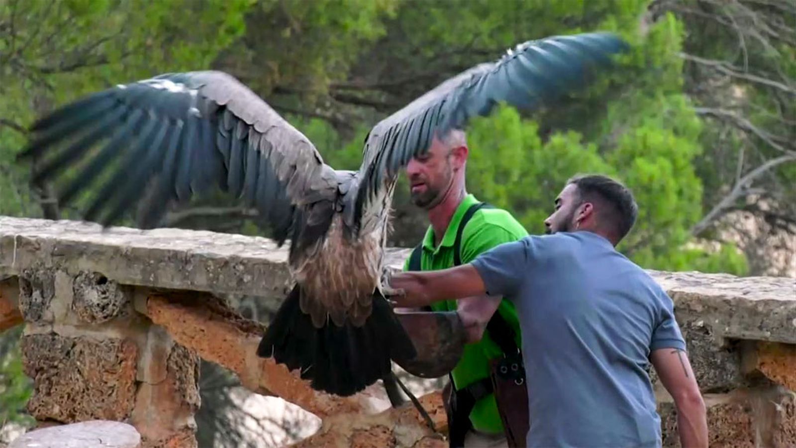 Una exhibición de aves rapaces que ponen a prueba a nuestro reportero