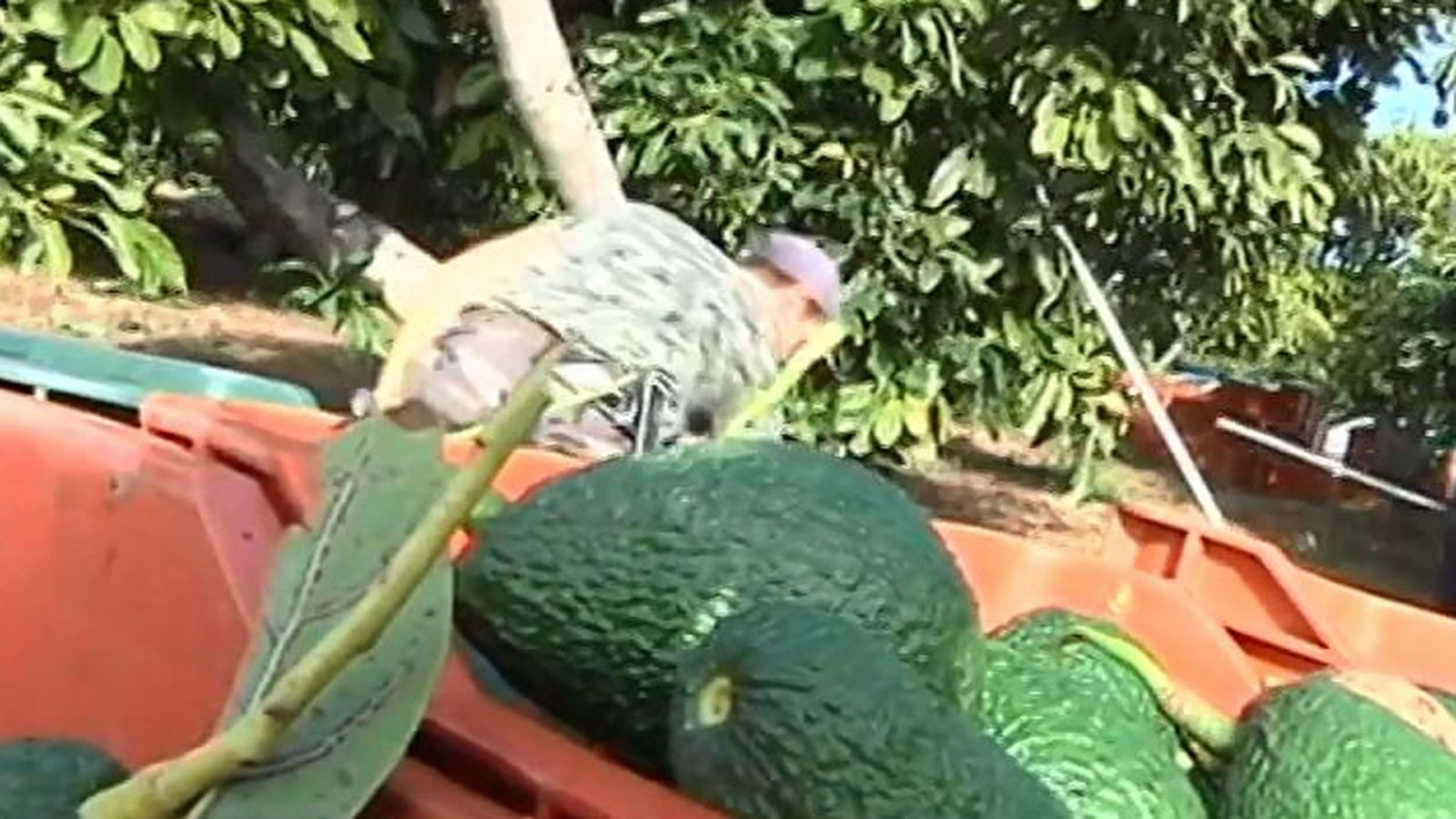 aguacates 1024