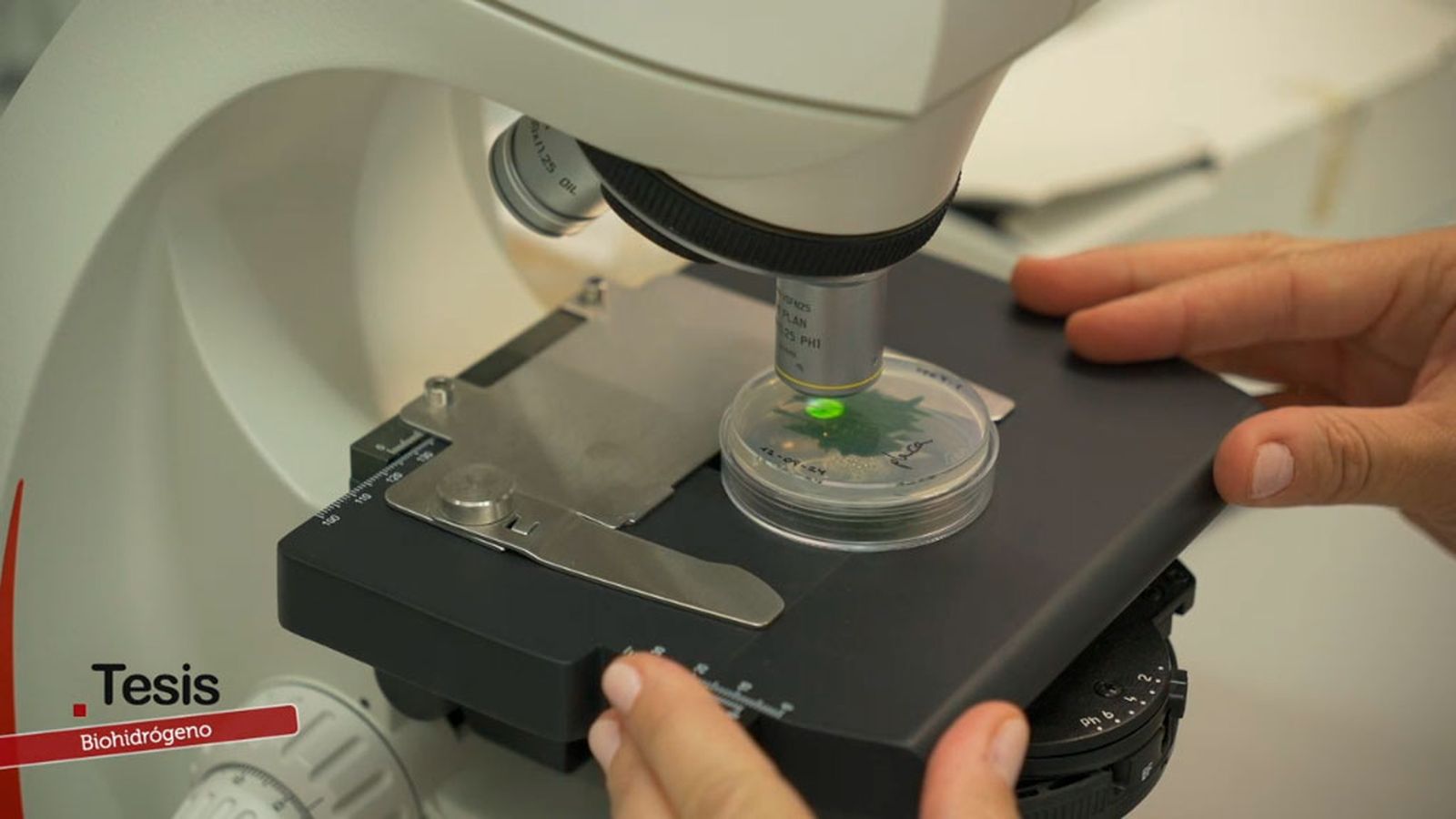 Una combinación ganadora de algas y bacterias
