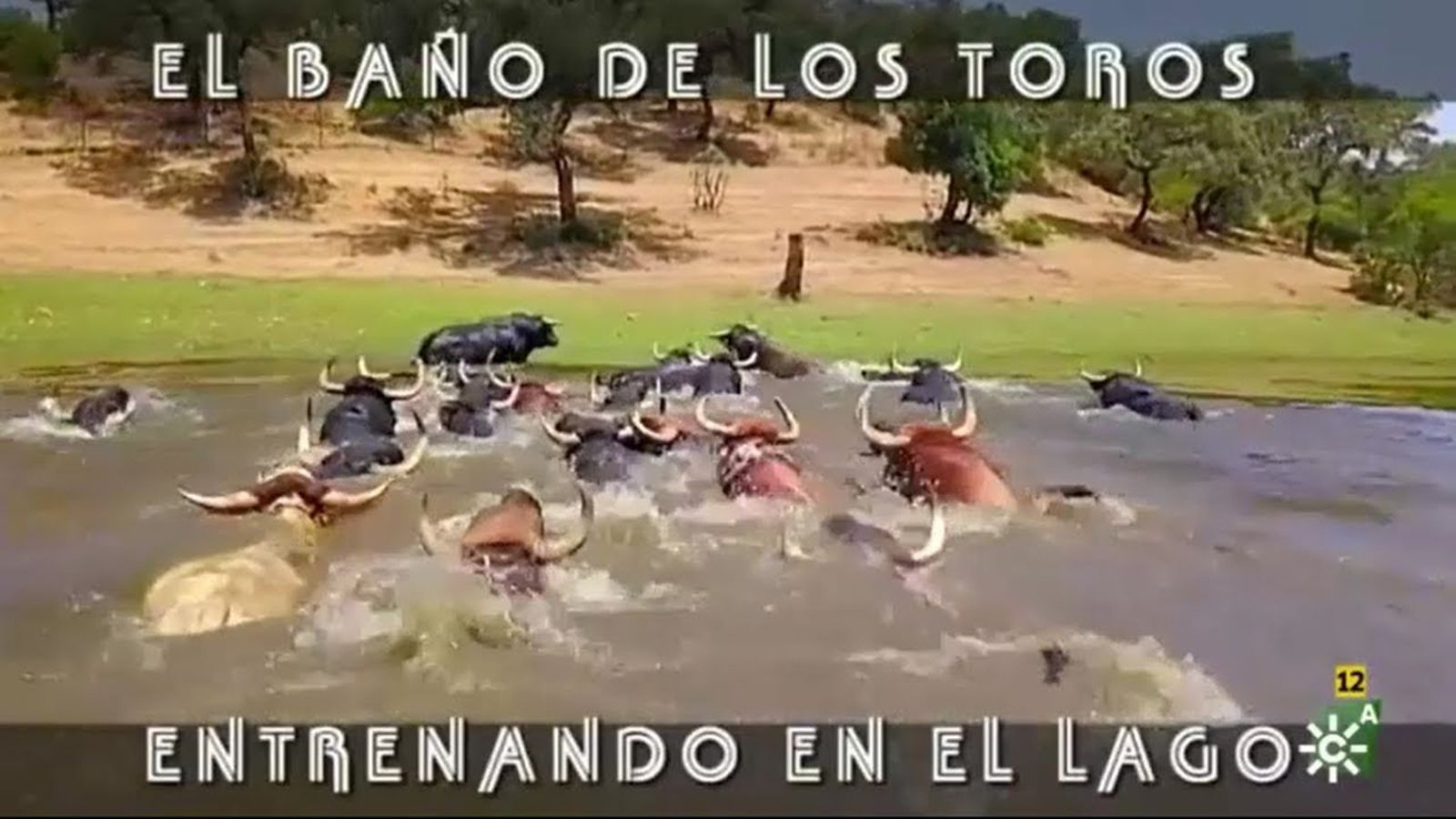 Comunicación Toros Para Todos foto