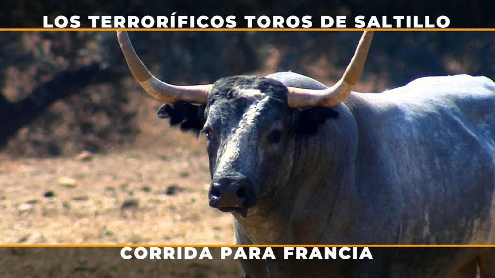 Entrenamiento de los impresionantes toros de Saltillo