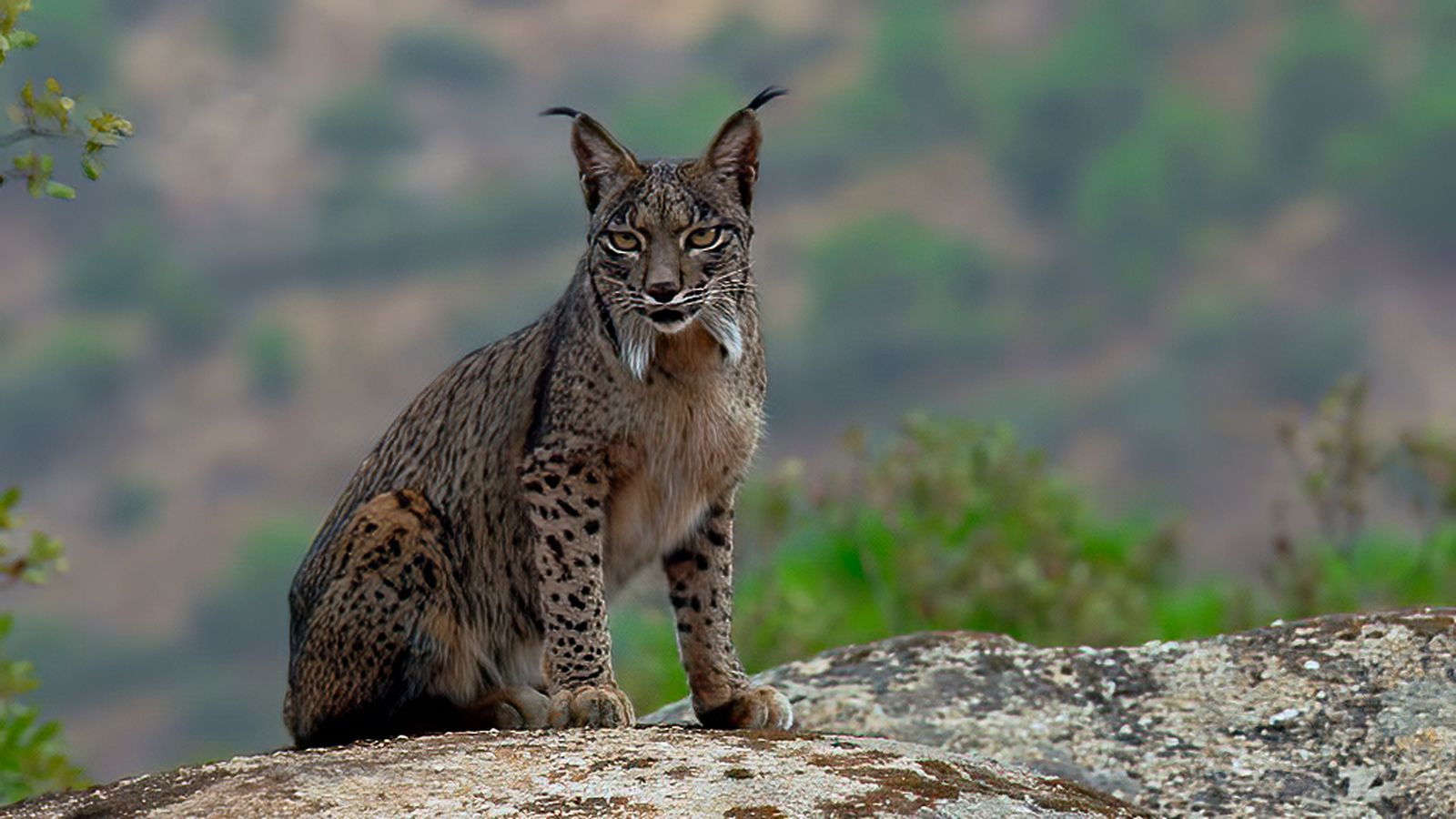 La vida privada del lince en un documental