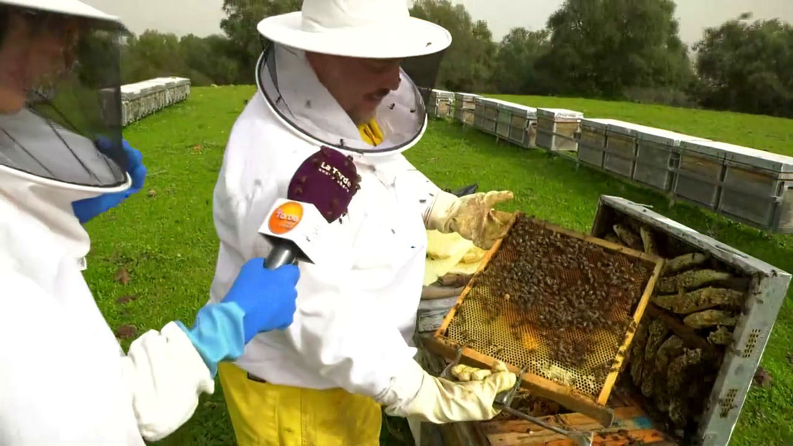 Miles de abejas comienzan la campaña de la miel en Córdoba con la floración del almendro