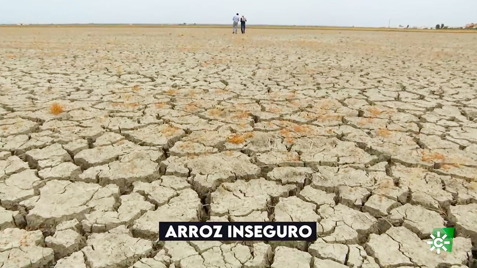 Los Reporteros arroz y sequía