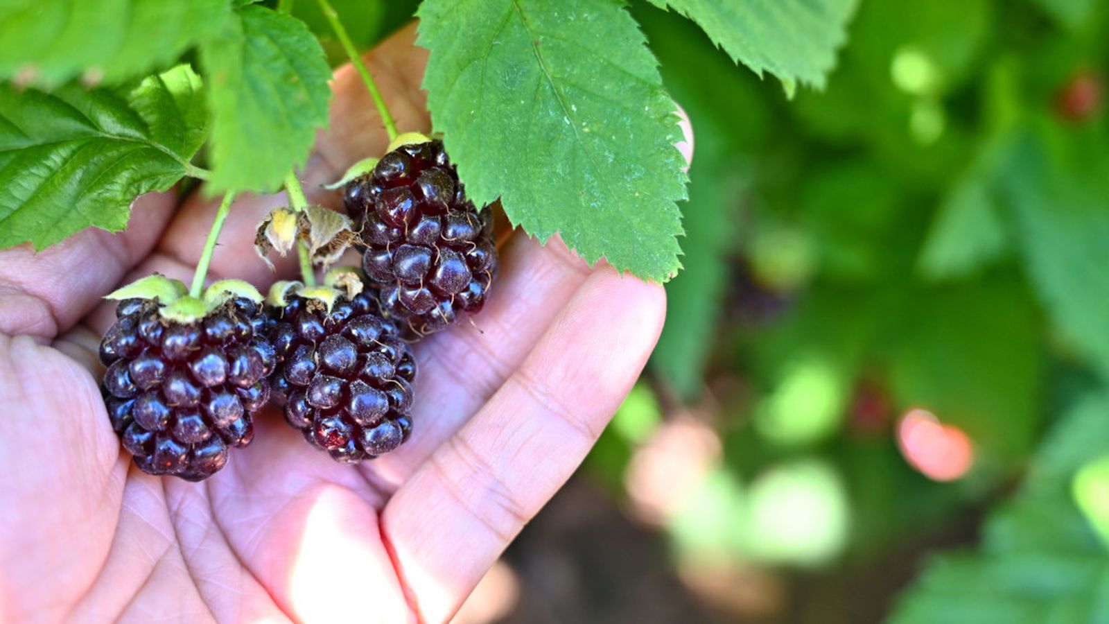 recogida moras