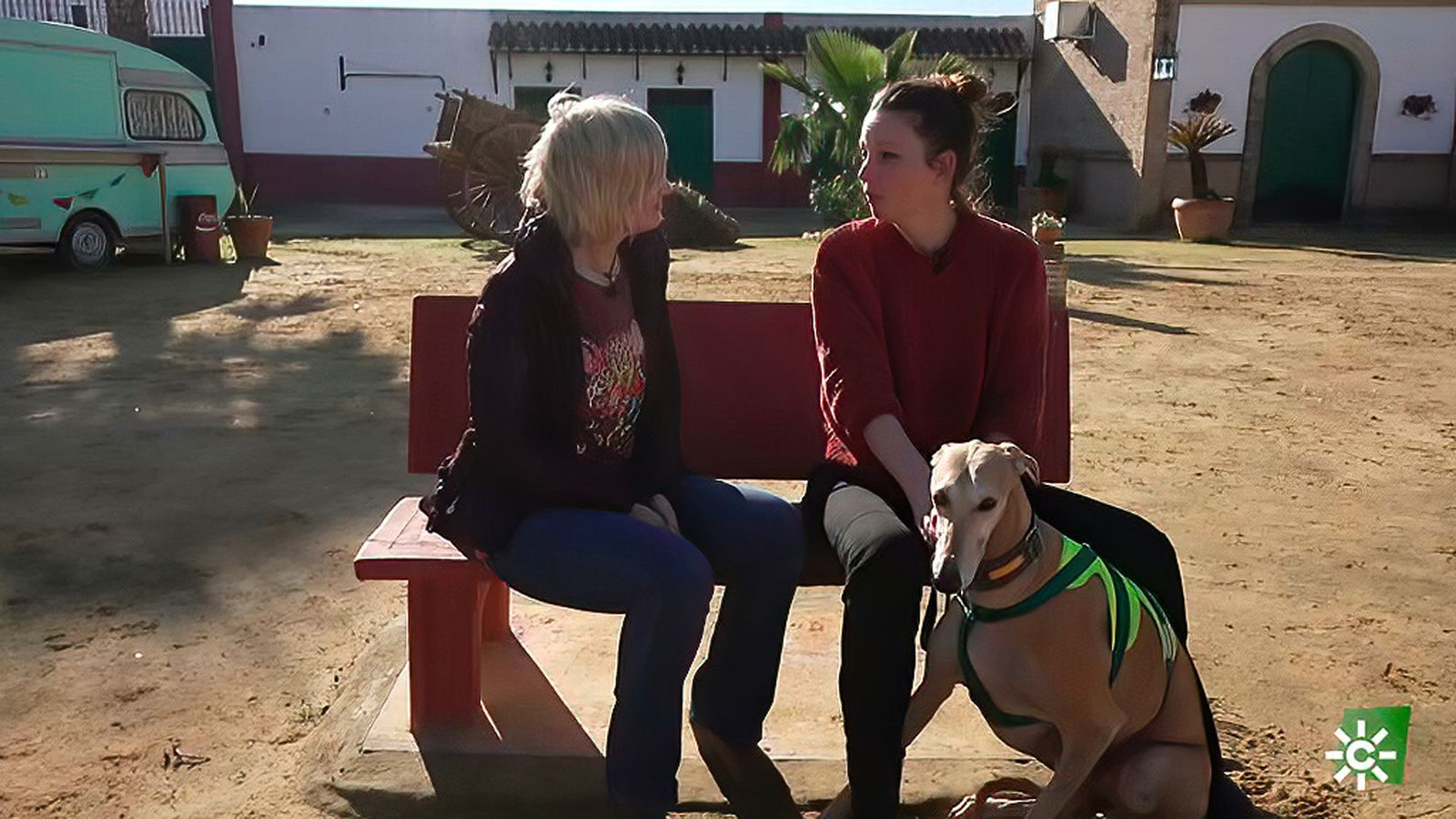 La dura historia de Picoleto, un precioso galgo que fue abandonado con tan solo un año