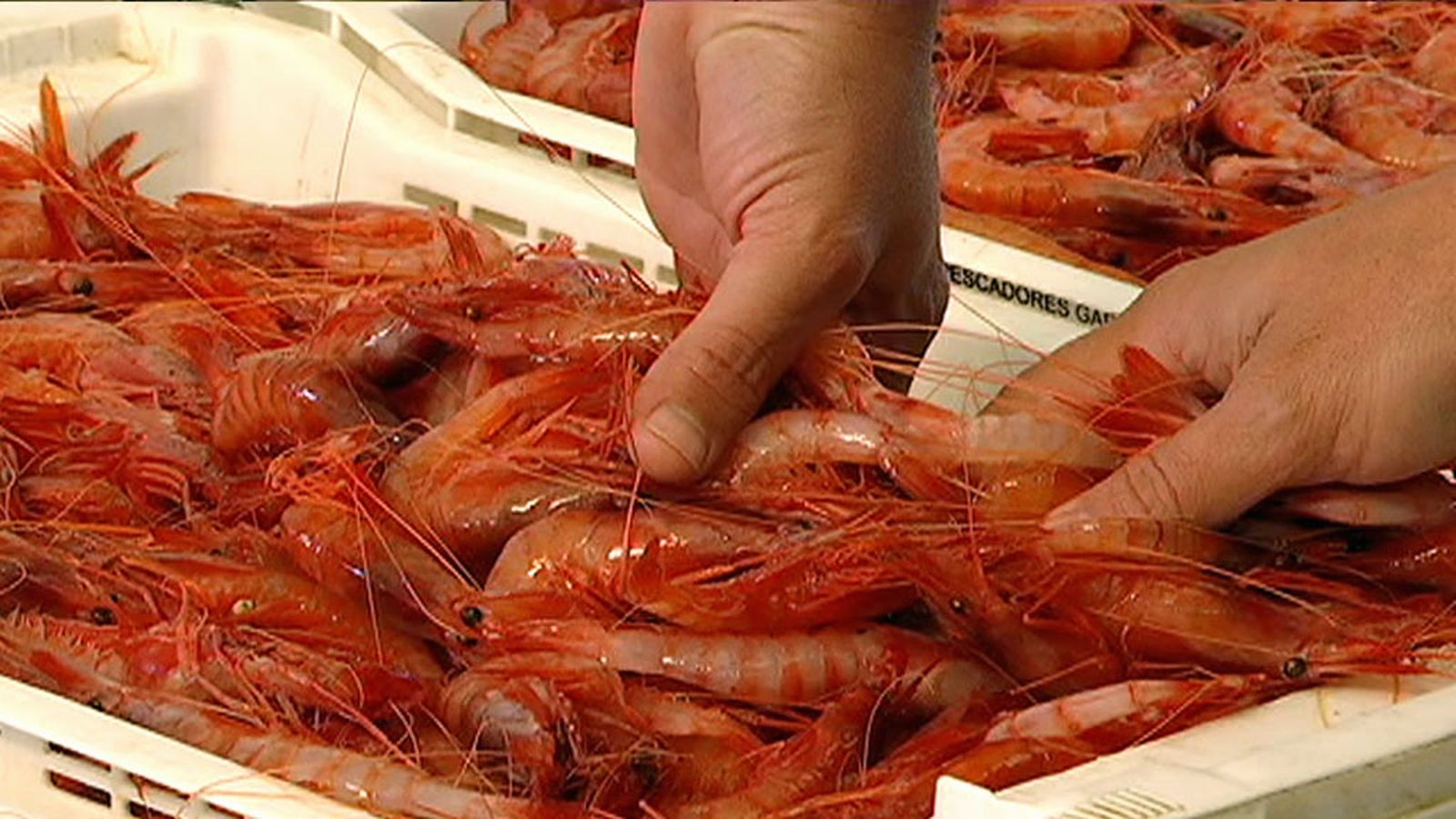 Gamba Garrucha 1024