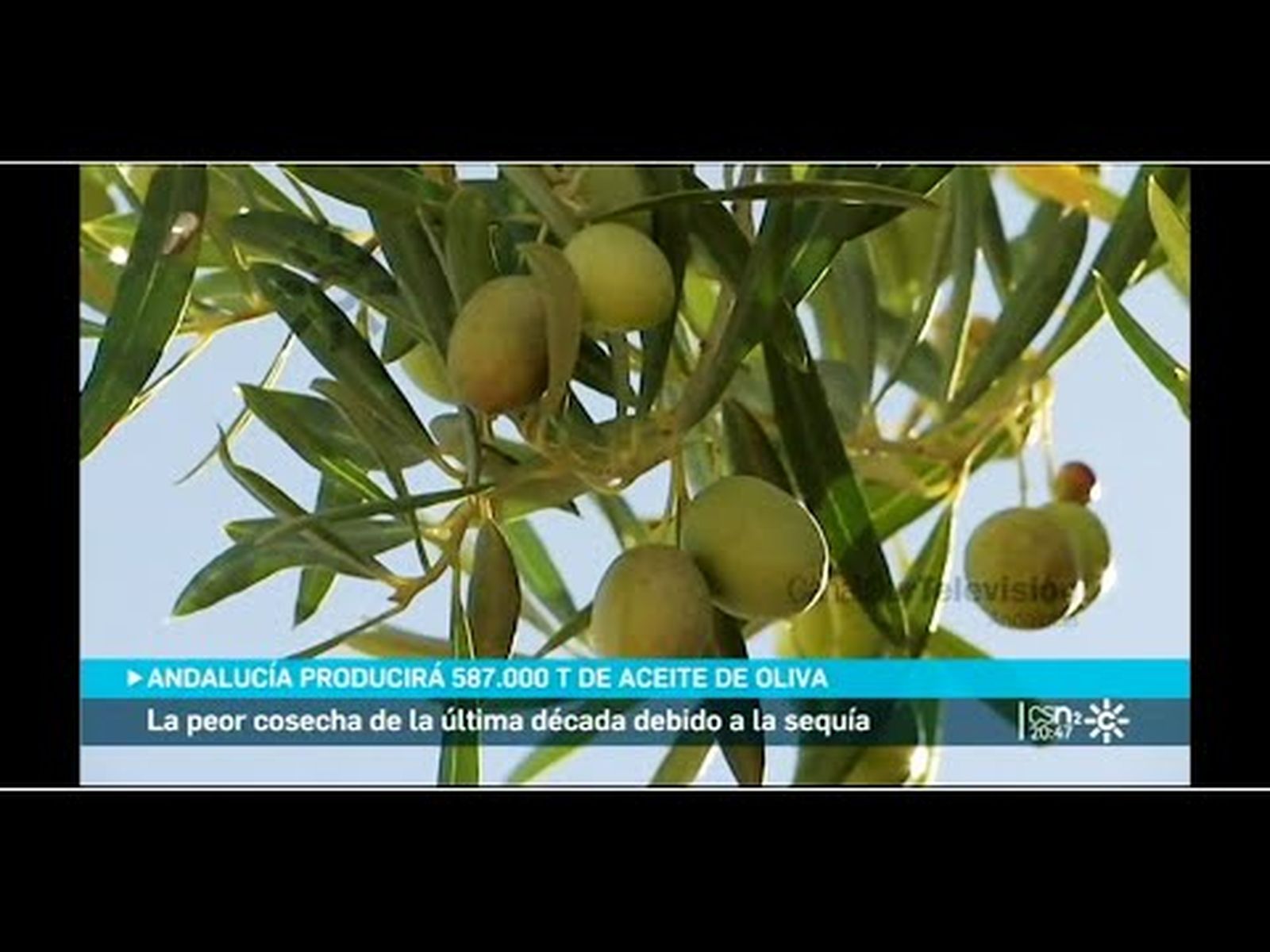 Cosecha de aceituna en Andalucía: por la sequia será la peor de la última década