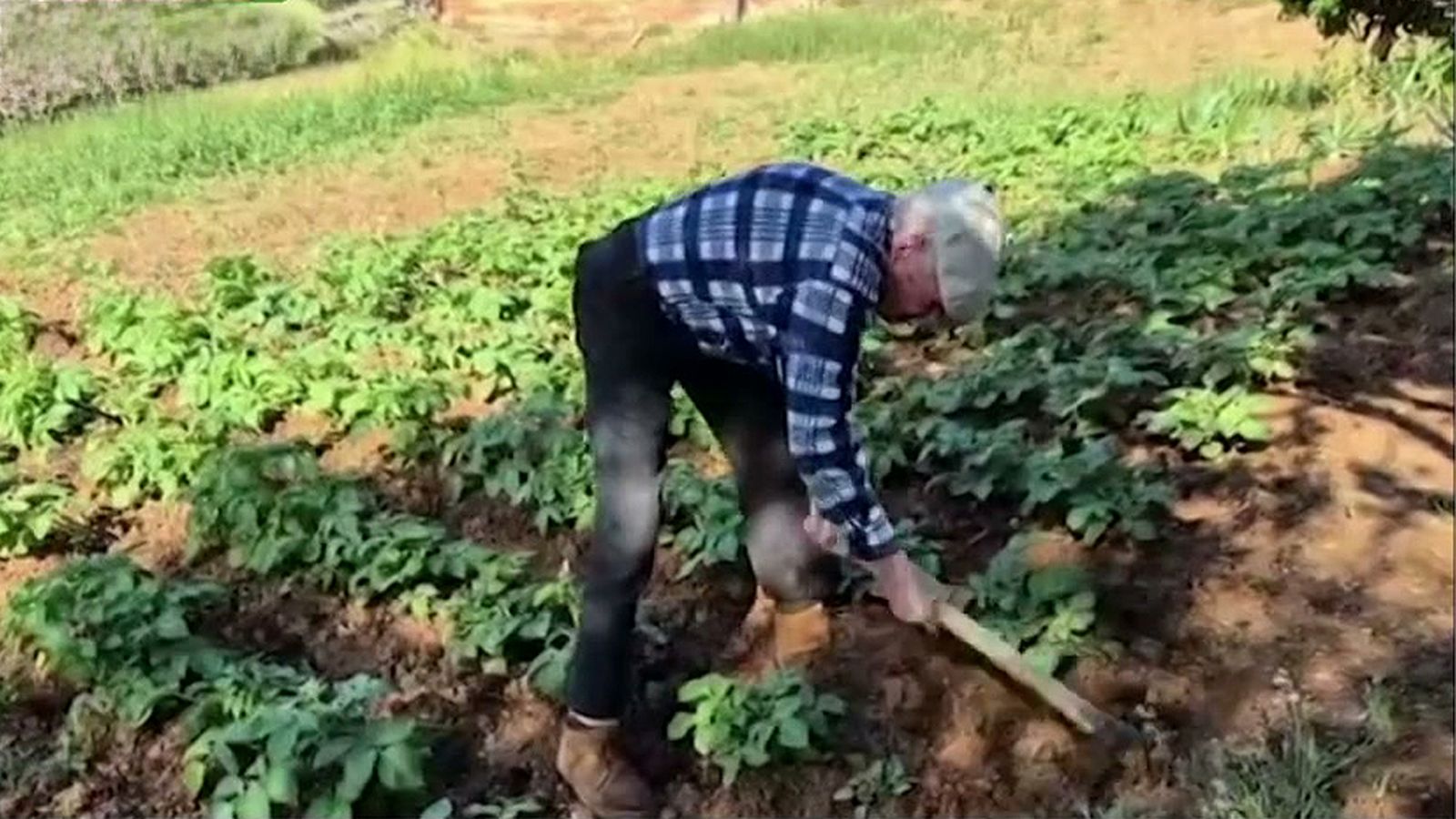 Domingo con 101 años, celebra el 1 de mayo trabajando en el campo