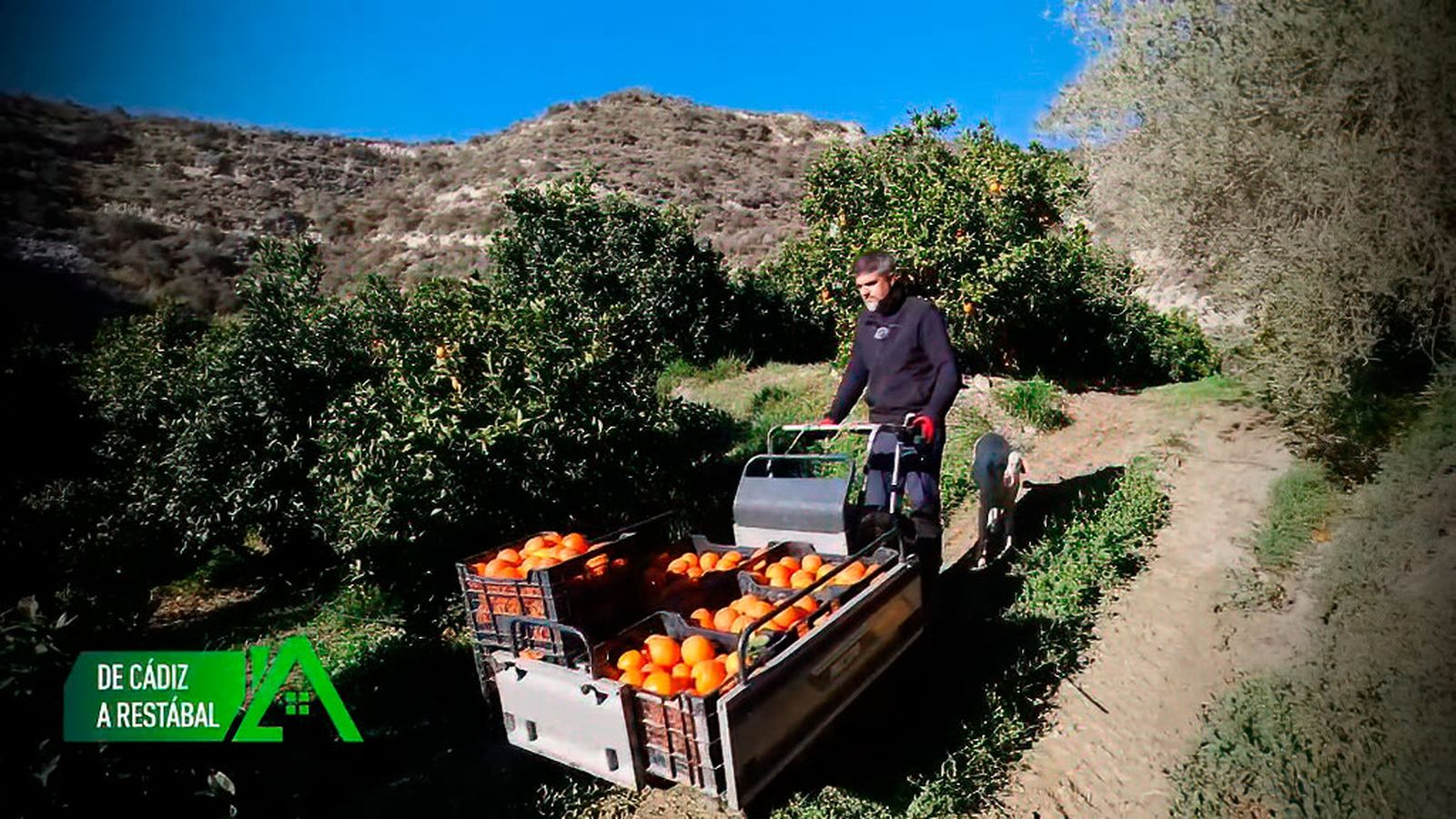 Es agricultor ecológico de naranjas y limones en Restábal